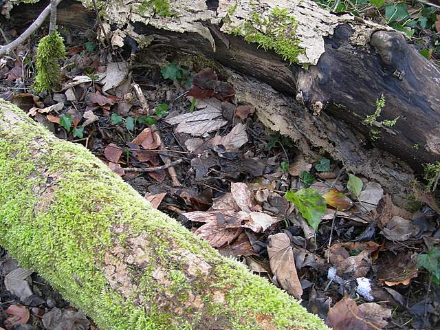 le  Specie  invernali  del  Leimental